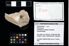Foto (Objekt + Etikett) von Pithonoton sp.  (NHMW-GEO-2014-0194-0277)
